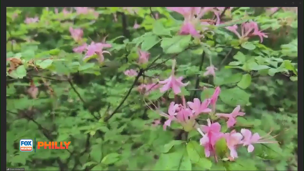 FOX Weather Philly: Jenkins Arboretum & Gardens