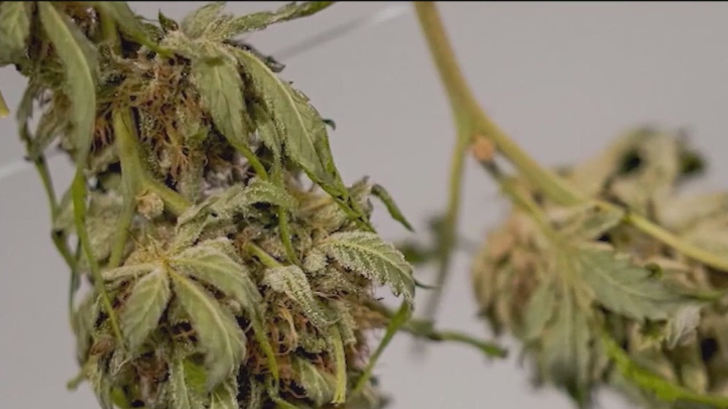 Driving high is killing more people than you think