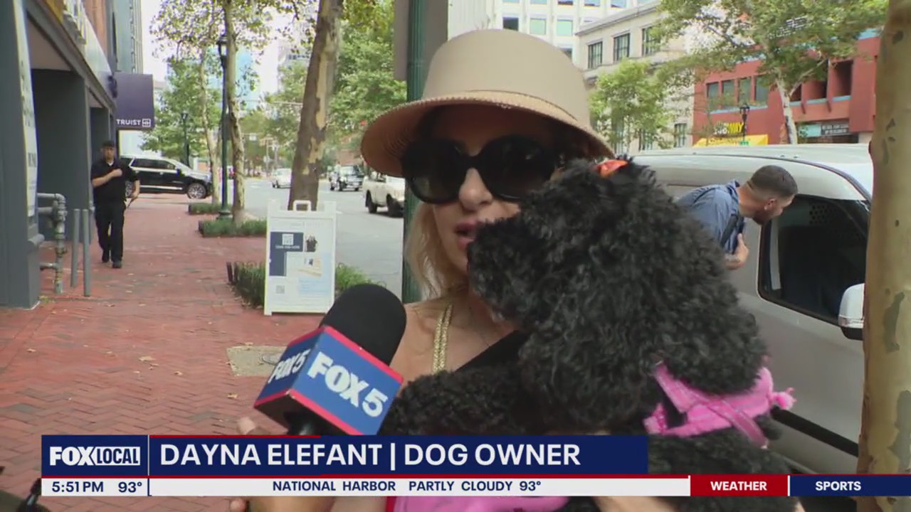 Pet hospitalizations up amid intense heat wave in DMV