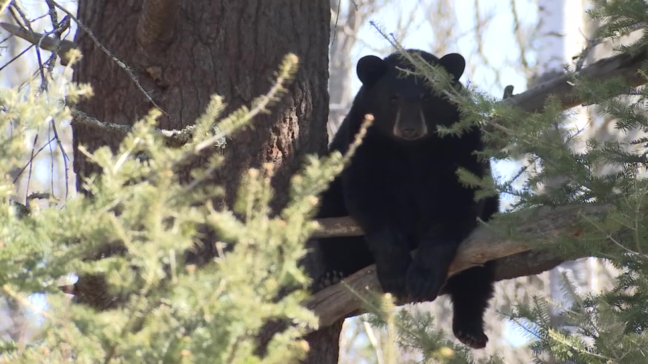 Mujer del oeste de Wisconsin atacada por Bear