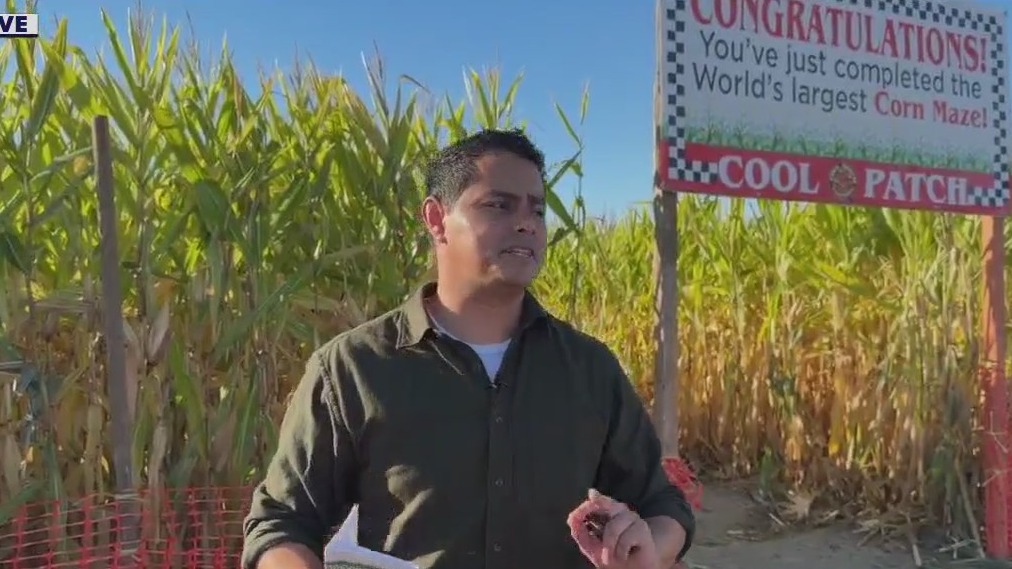 Celebrating Halloween with a corn maze
