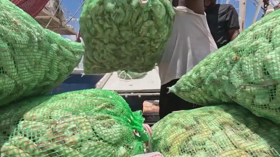 Saving the shrimping industry