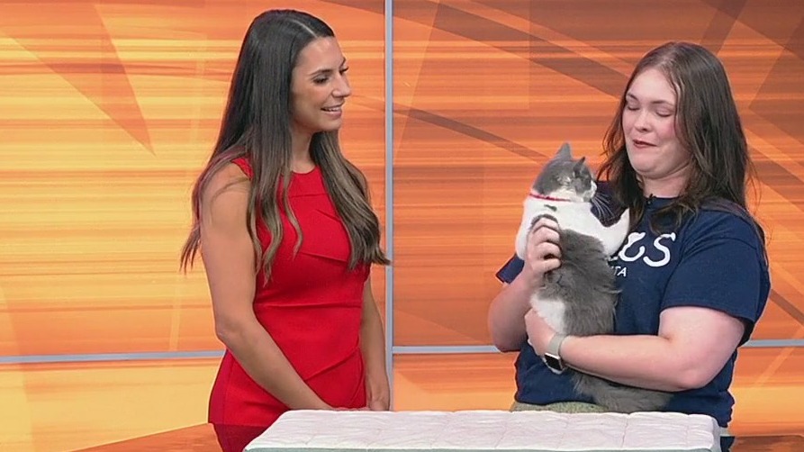 Meet Pie Crust: Our Pet of the Day