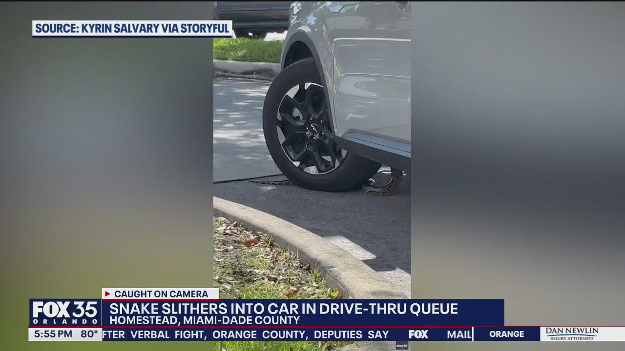 Python slithers into car at South Florida drive-uhru | FOX 35 Orlando