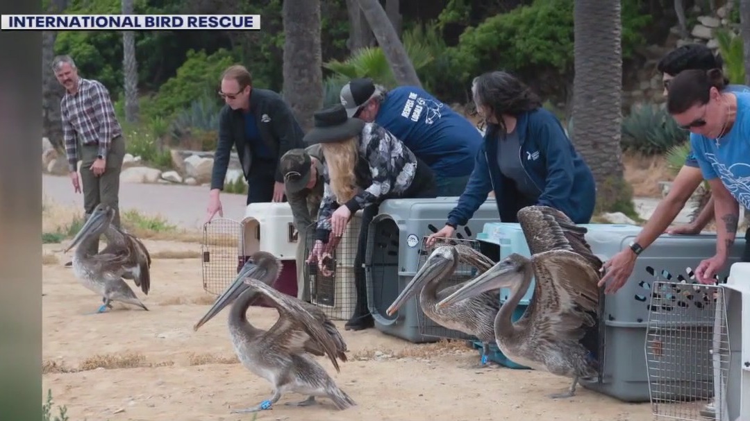 Rehabilitated pelicans returned to wild
