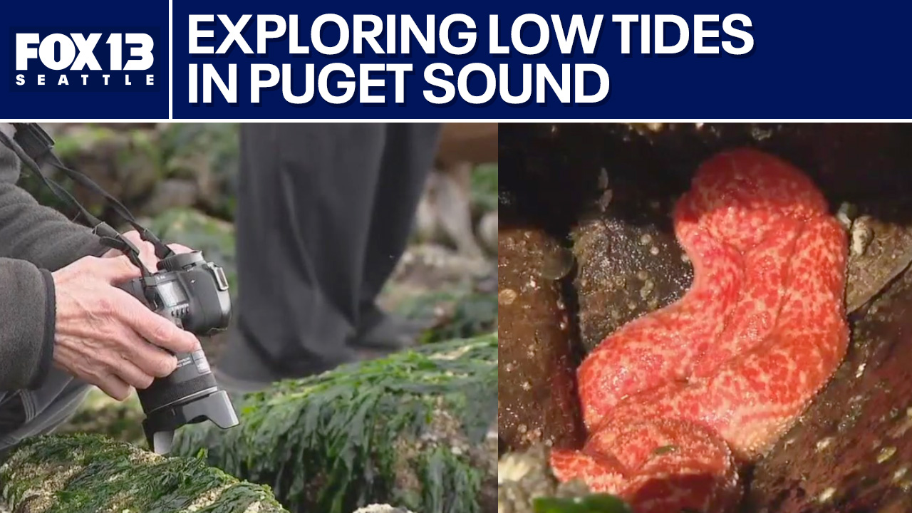 Exploring Puget Sound low tides with the Seattle Aquarium