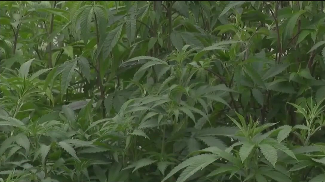 Final public hearing on medical marijuana