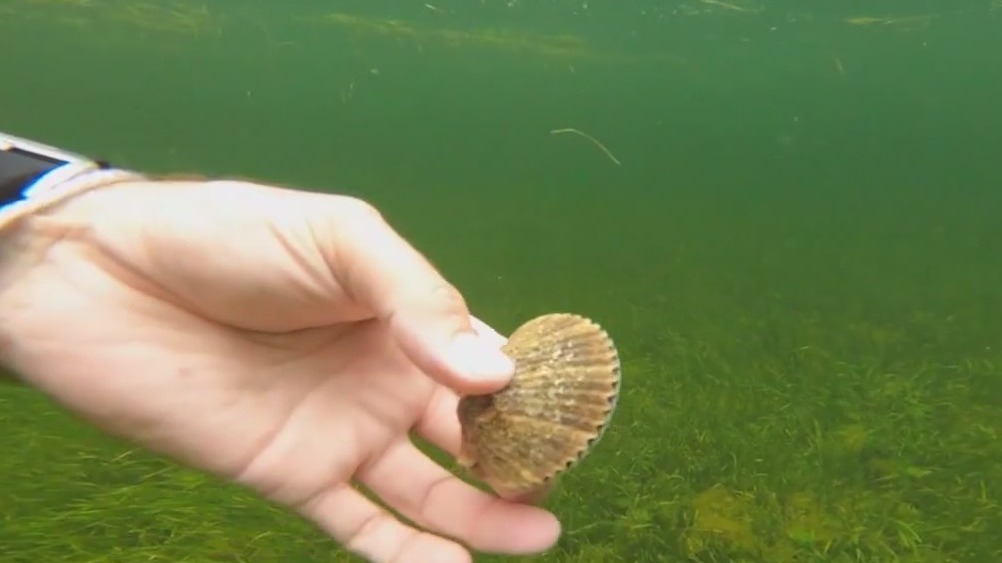 Pasco County’s scalloping season begins