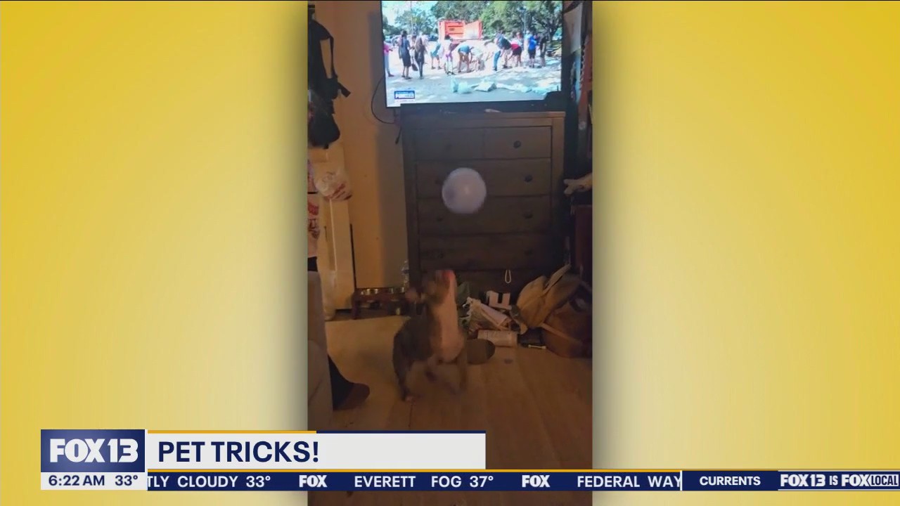 Pet Tricks for Thursday, December 5