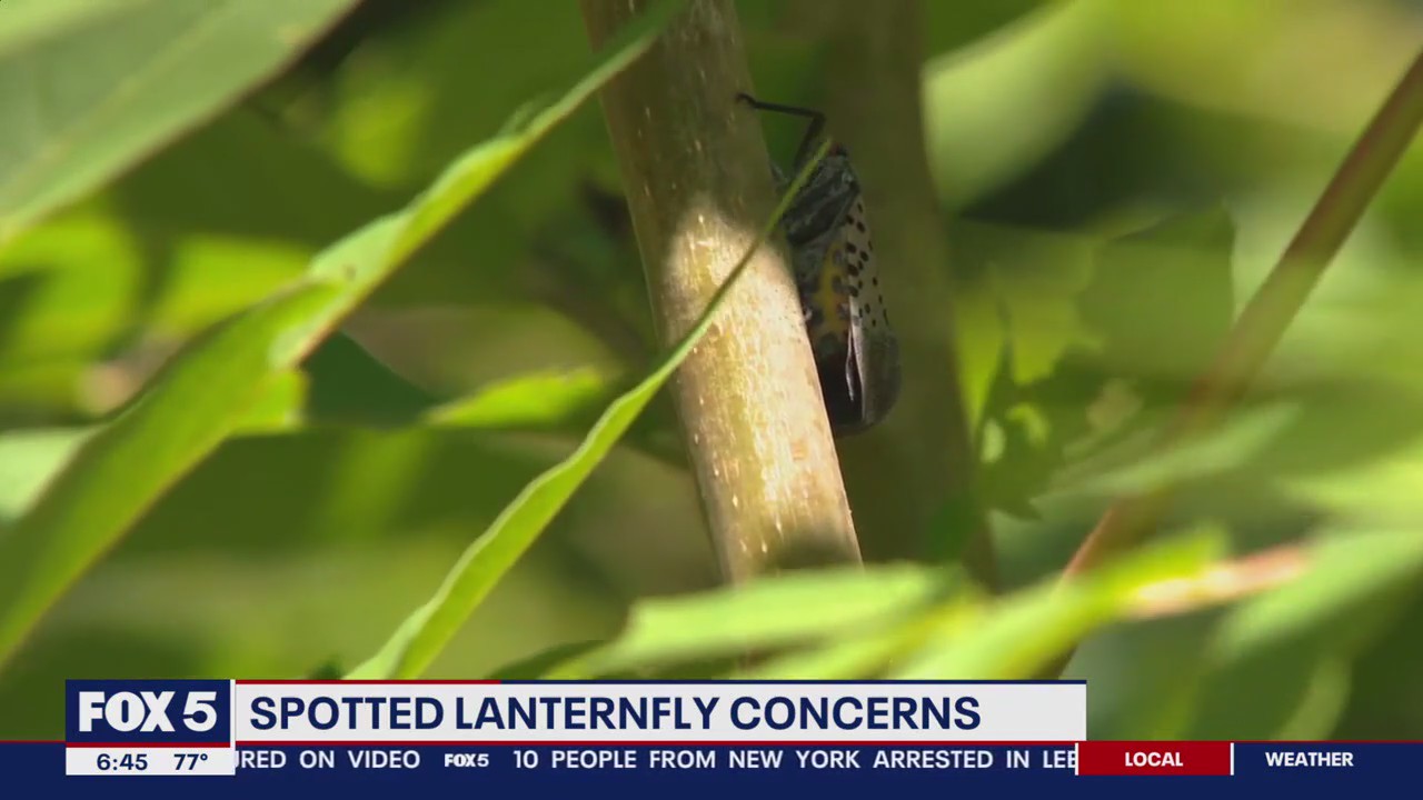 Local officials issue warnings about spotted lanternfly in DC
