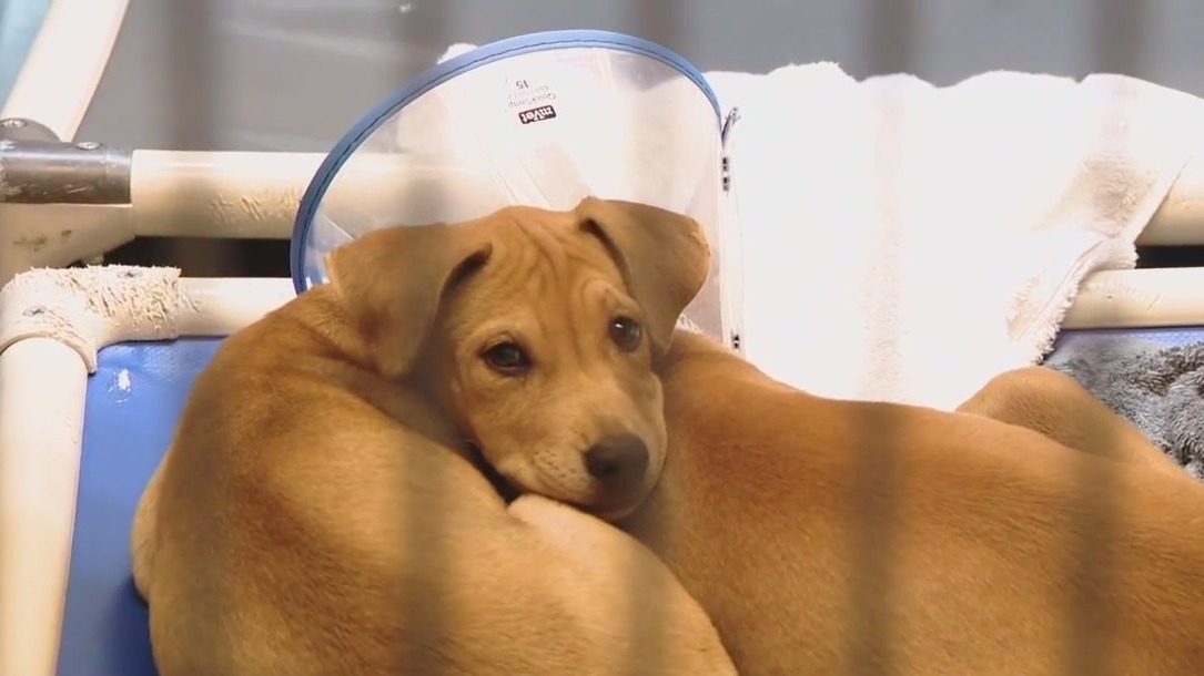 Advocates urging pet adoptions over purchasing at pet stores