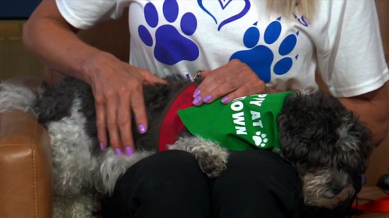 Chicagoland’s largest dog adoption event coming to Yorktown Center this weekend