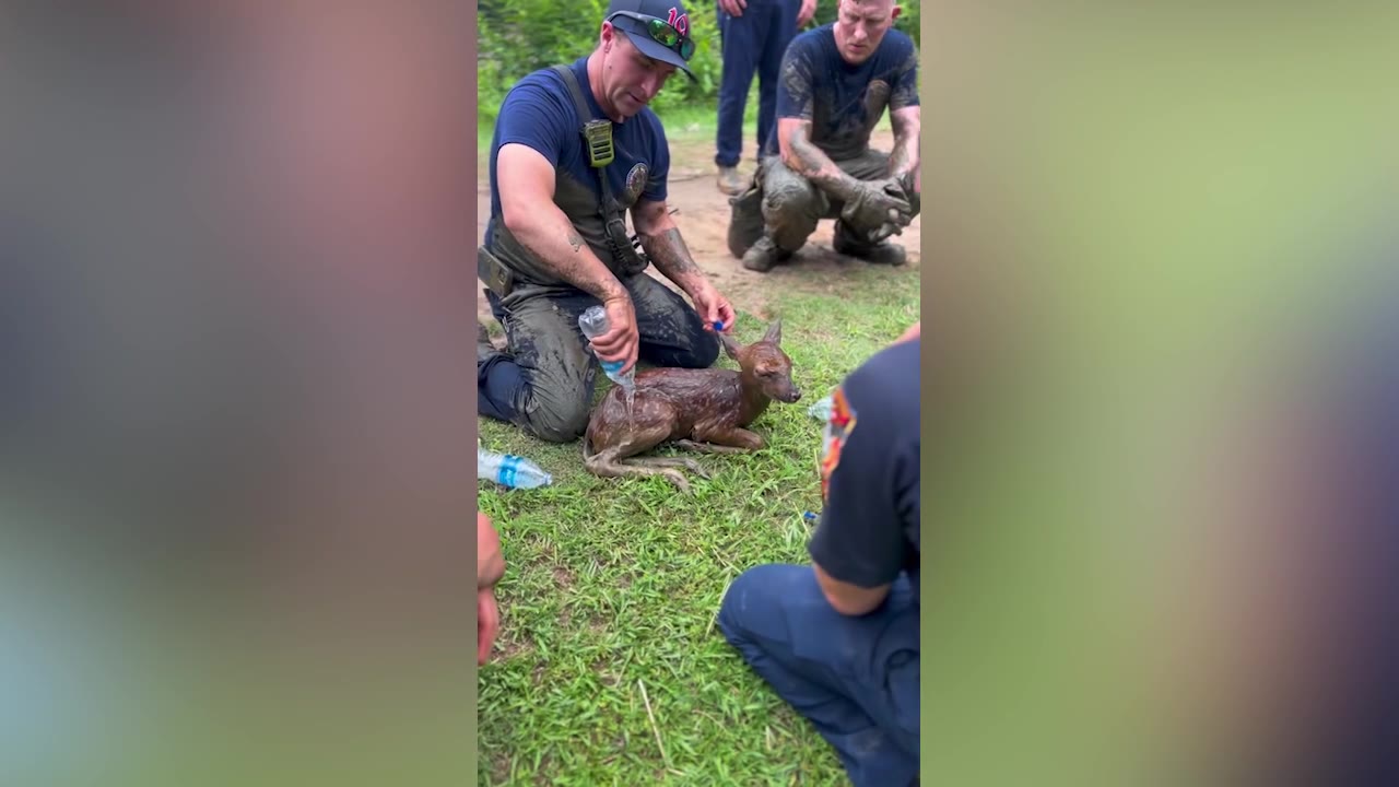 Fawn rescued from mud by firefighters