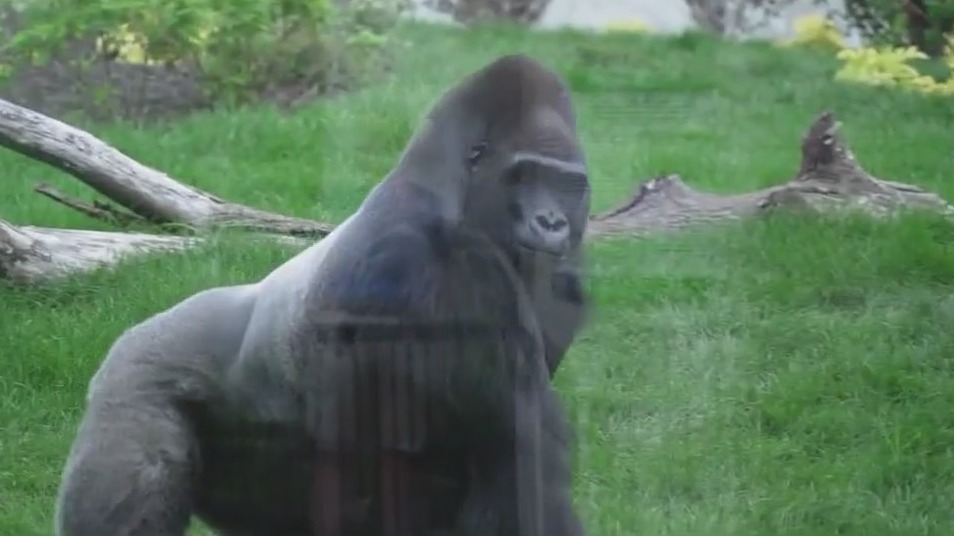Check out Brookfield Zoo's Tropical Forests exhibit