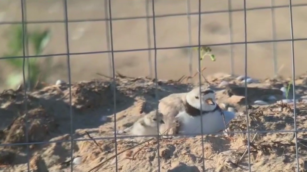 Chicago's newly hatched Piping Plover chicks need names