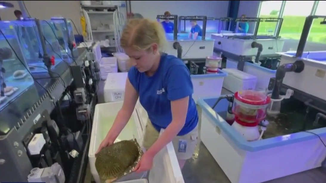 Corals returned after hurricane evacuation