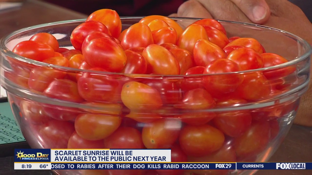 Scarlet Sunrise: New grape tomatoes developed at Rutgers greenhouse