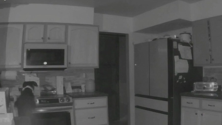Dog sets fire by jumping on stove