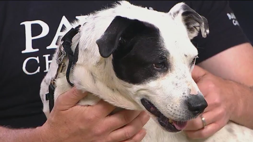 PAWS Pet of the Week: Livvy searches for her forever home