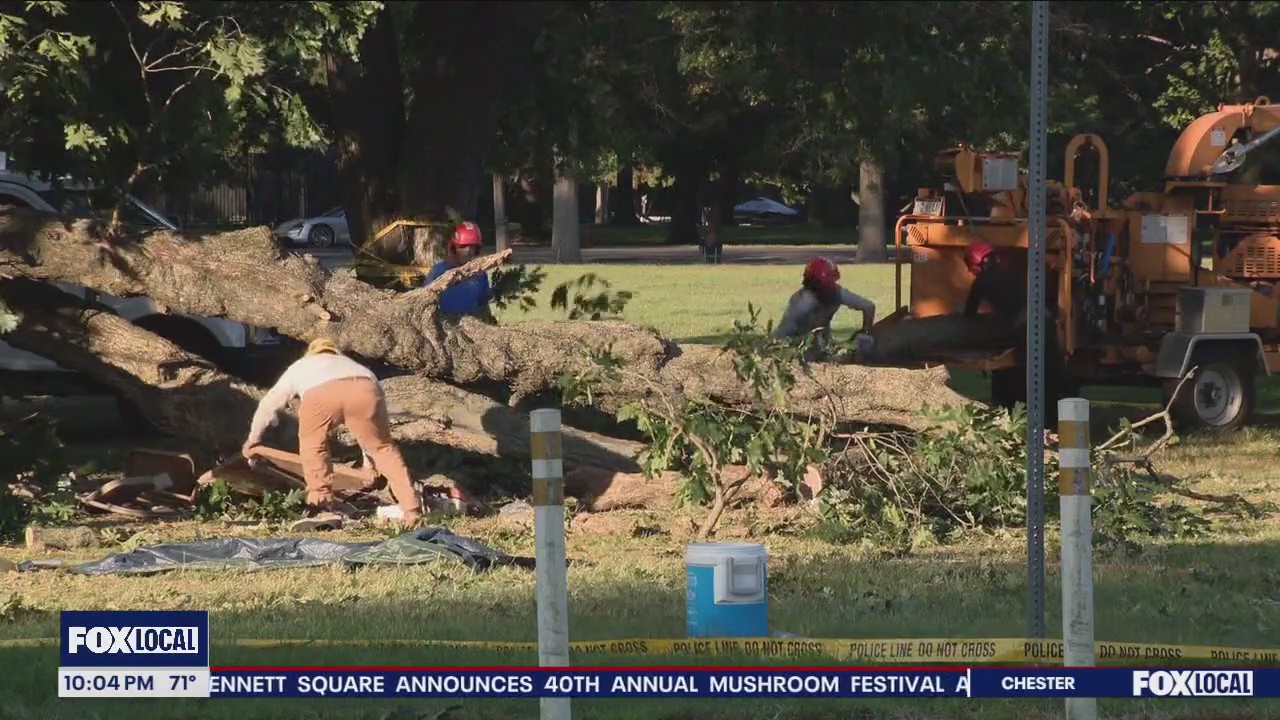 Investigation underway after tree falls in Fairmount Park injuring 4 men