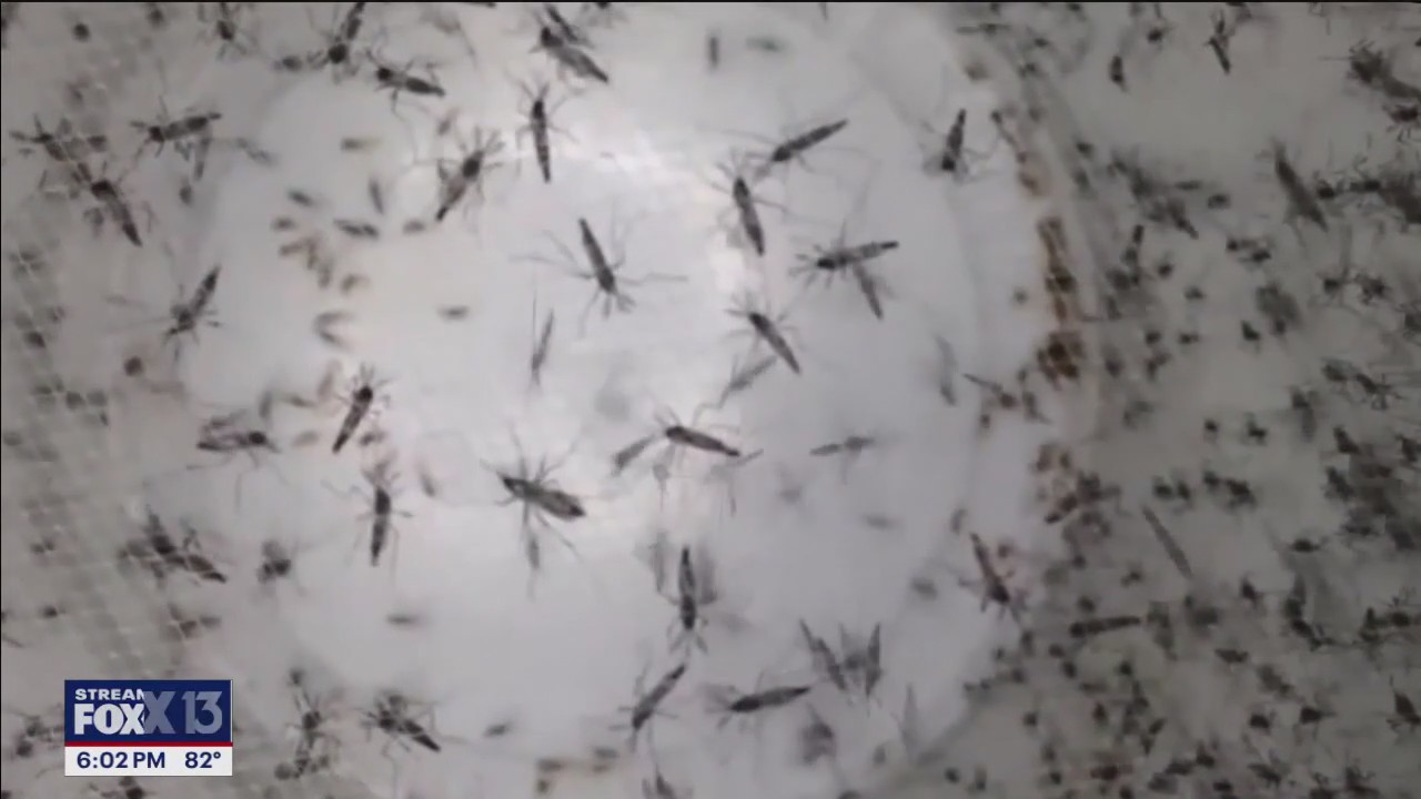 Mosquito threat at 'Alligator Alcatraz'