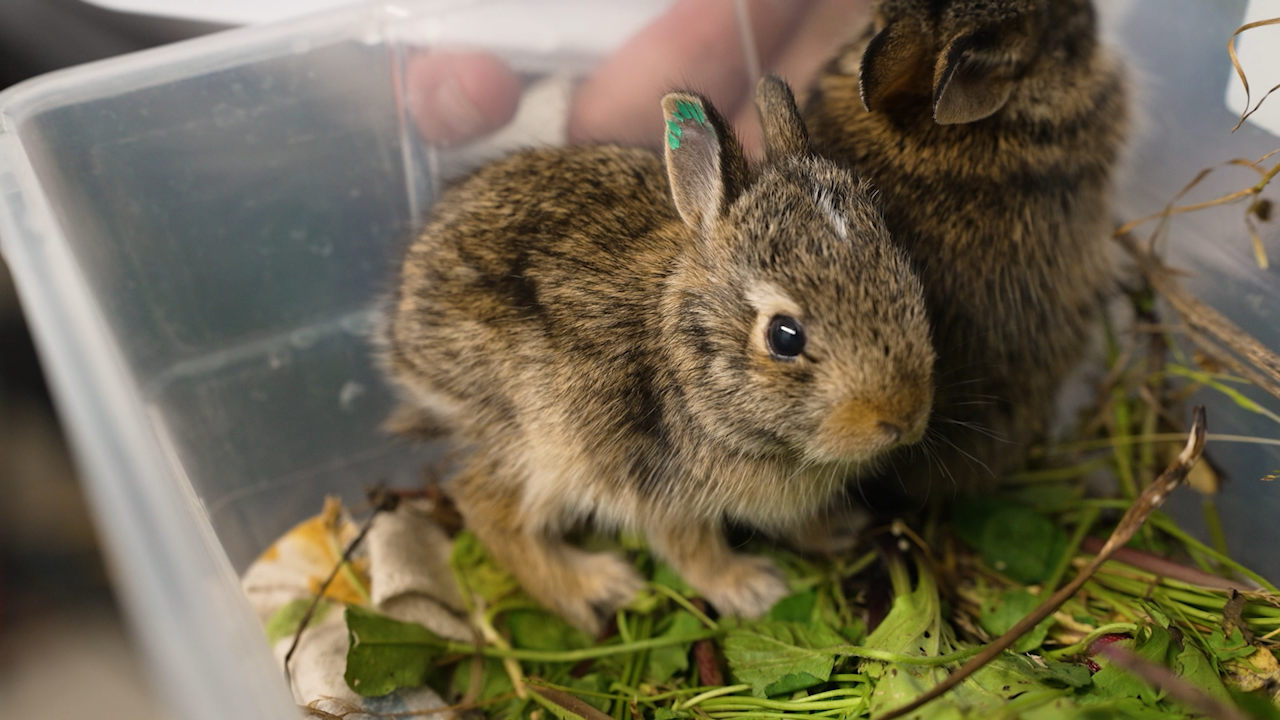 Saving baby wildlife: A Chicago area guide | ChicagoNOW