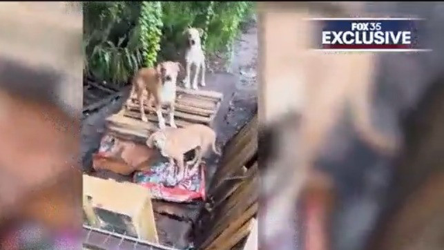 Neighbors concerned about home with dozens of dogs