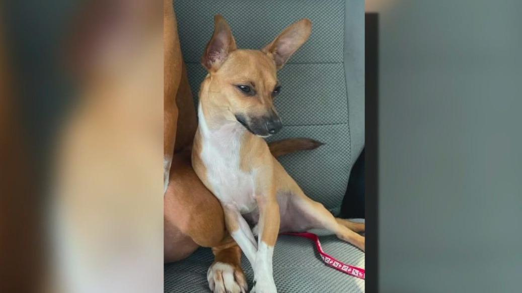 Woman pursues legal action over lost puppy