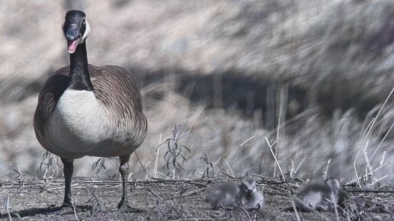 When geese attack!