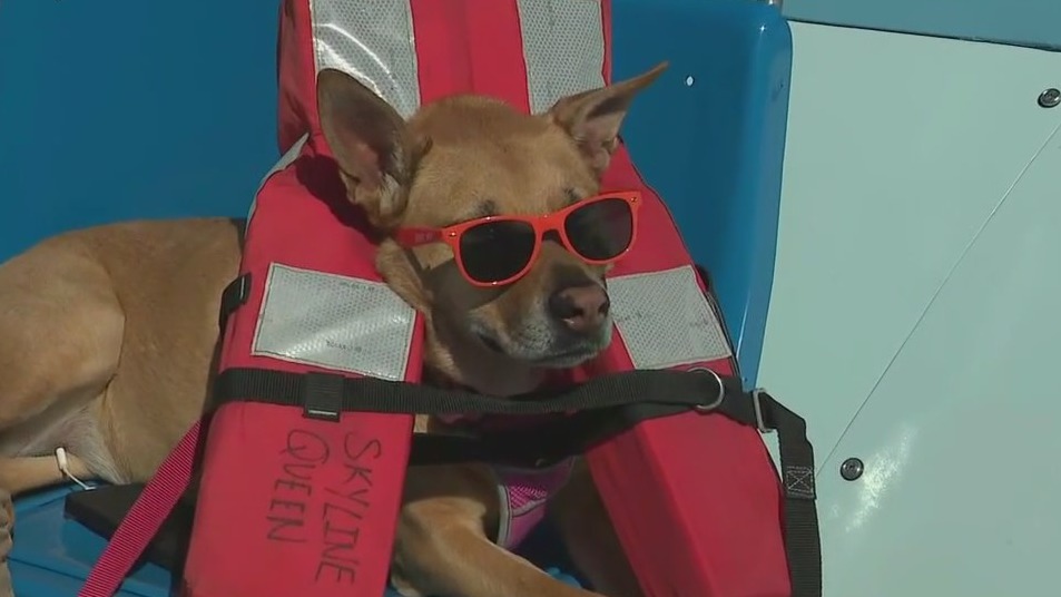 Take your dog on the cruise of a lifetime across Chicago's waterways