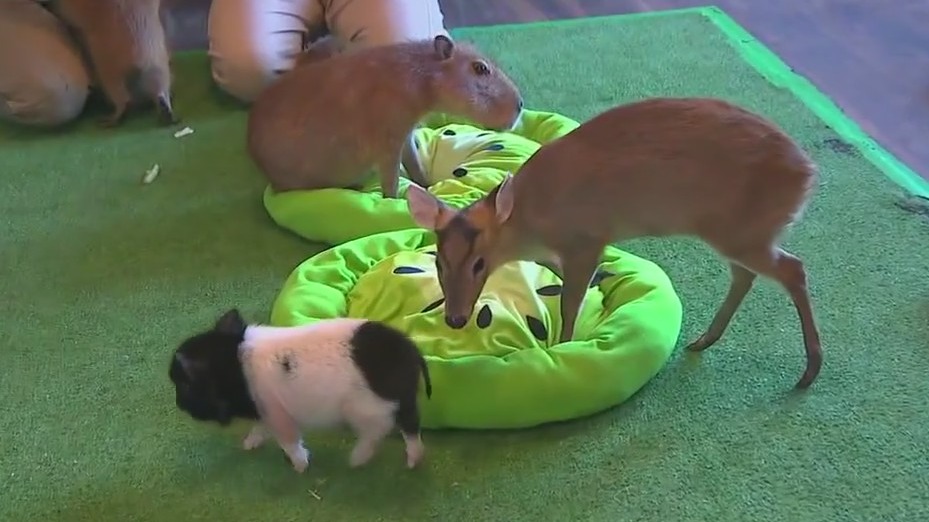 Have coffee with Capybaras in Helen