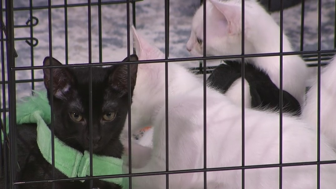 Life Amplified Purrrfect