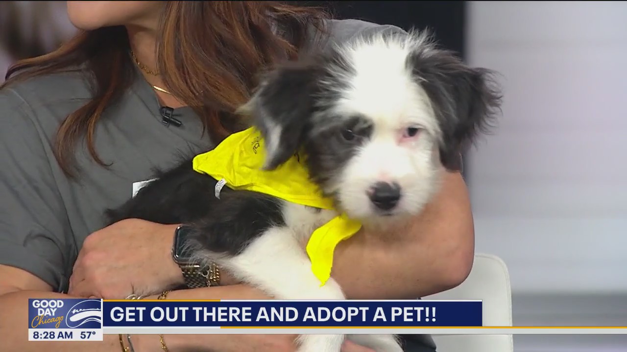 PAWS Chicago has the sunniest dog you'll see today!