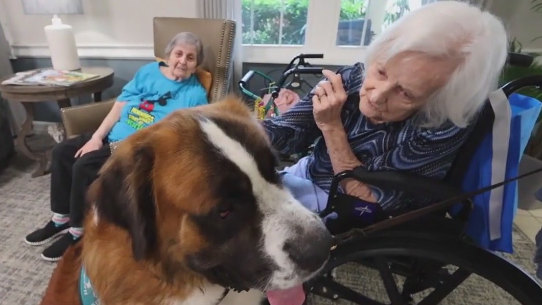 Meet Thor the therapy dog