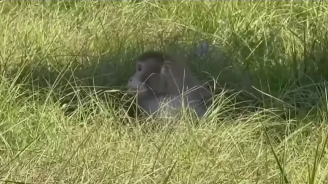 Monkeys on the loose in Mississippi