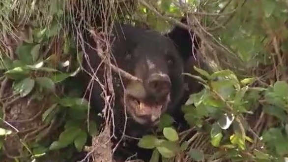 FWC to begin 2-day meeting: Bear hunt on the agenda