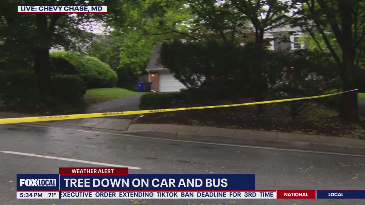 Tree falls on car, bus in Chevy Chase