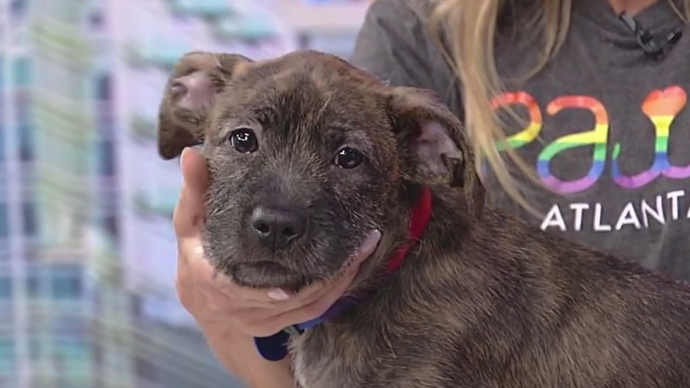 Meet Frank Sinatra: Our Pet of the Day