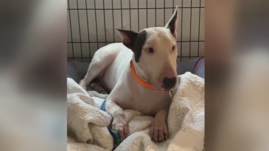 Charges dropped in Trooper the dog case